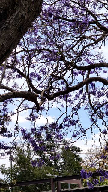 Jacaranda flower clusters overhead against a pale sky at UQ