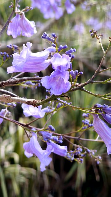 Close-up of jacaranda flowers with a soft green background