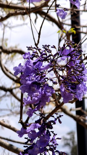 A dense cluster of deep purple jacaranda flowers