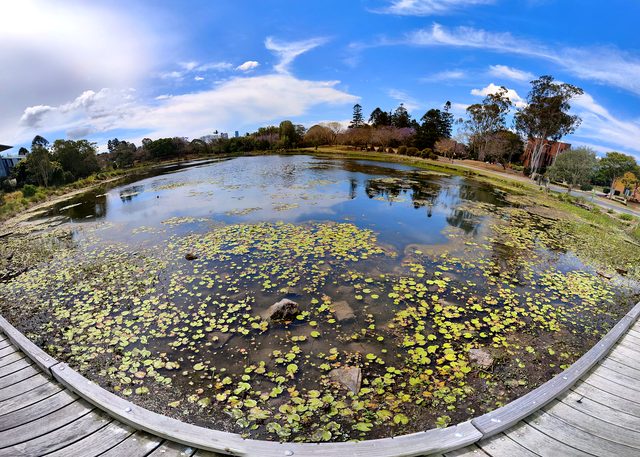 Wide-angle view of UQ Lakes and lily pads from a curved timber boardwalk