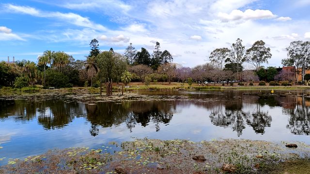 Trees and jacarandas reflected in still water at UQ Lakes