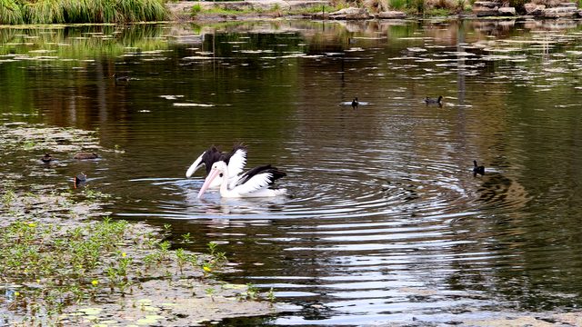 Two Australian pelicans preening on the water at UQ Lakes