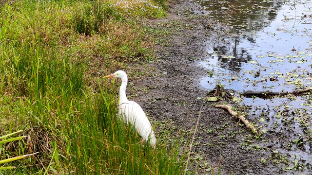 A white egret standing in tall grass at the edge of UQ Lakes
