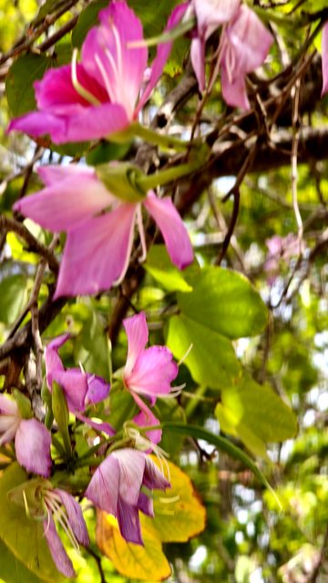 Pink orchid tree flowers among green leaves