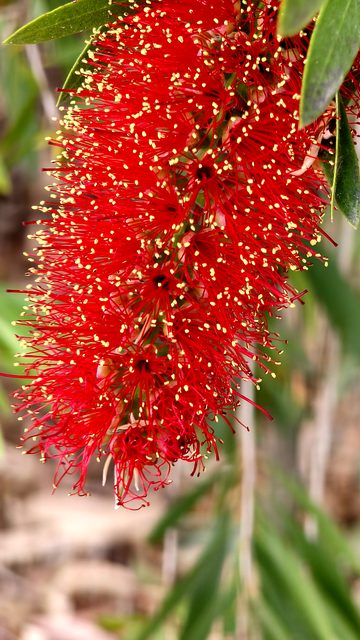 A red bottlebrush flower spike