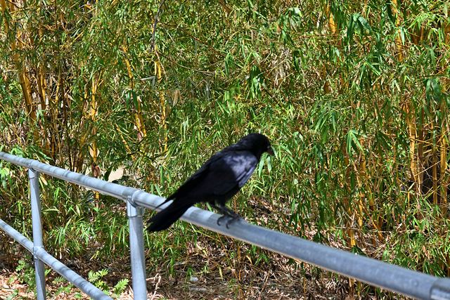 A crow perched on a metal railing in front of bamboo at UQ St Lucia
