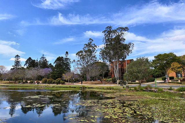 Another view across UQ Lakes with gum trees and blue sky